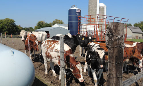 Happy cows on the Popp Farm